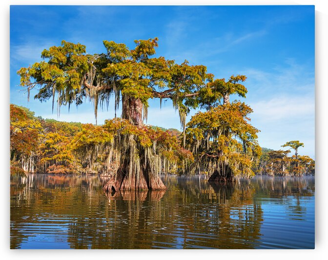 Swamp Ent by Andy Crawford