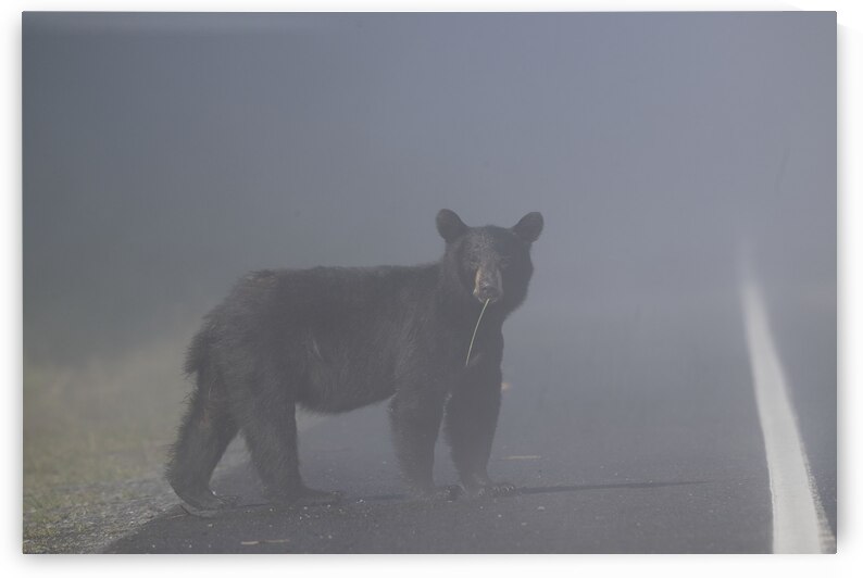 Black Bears Misty Morning Crossing by Caio Paagman Photography