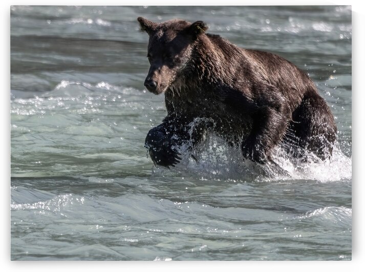 Ripples and Paws: A Bears Fishing Expedition by Caio Paagman Photography