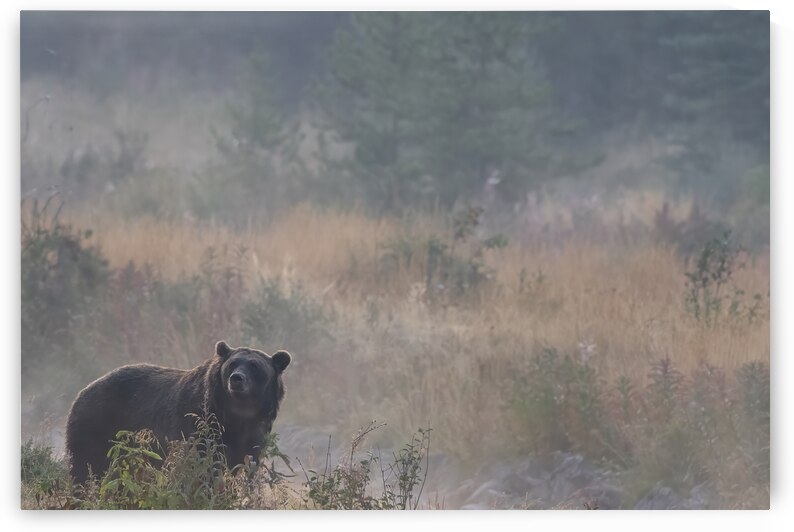 Timeless Beauty: Grizzly in Autumns Embrace by Caio Paagman Photography