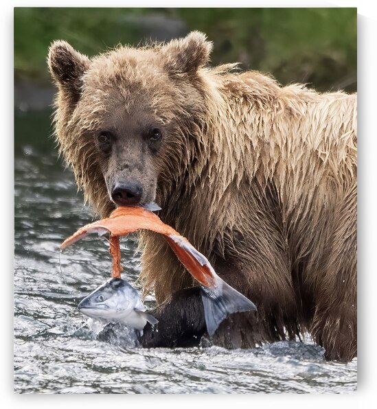 Majestic Grizzly Bear Triumphantly Catches Salmon Fillet in Pristine Wilderness  by Caio Paagman Photography