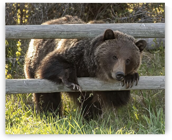 The Curious Grizzly: A Fence-side Encounter by Caio Paagman Photography