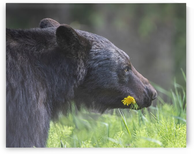 Natures Charm: The Black Bear and the Dandelion by Caio Paagman Photography