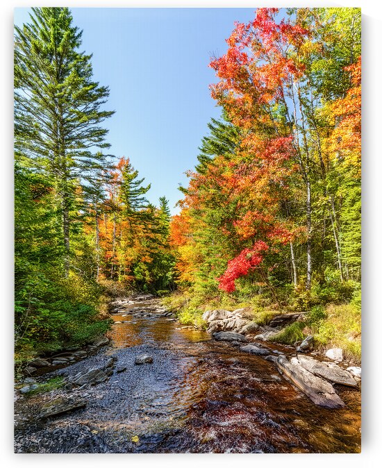 Sunny Day in Muskoka by Thea Menagh