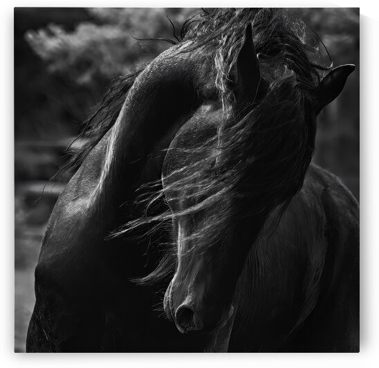 Bestseller: Majestic Elegance: Black Beauty the Friesian by Caio Paagman Photography