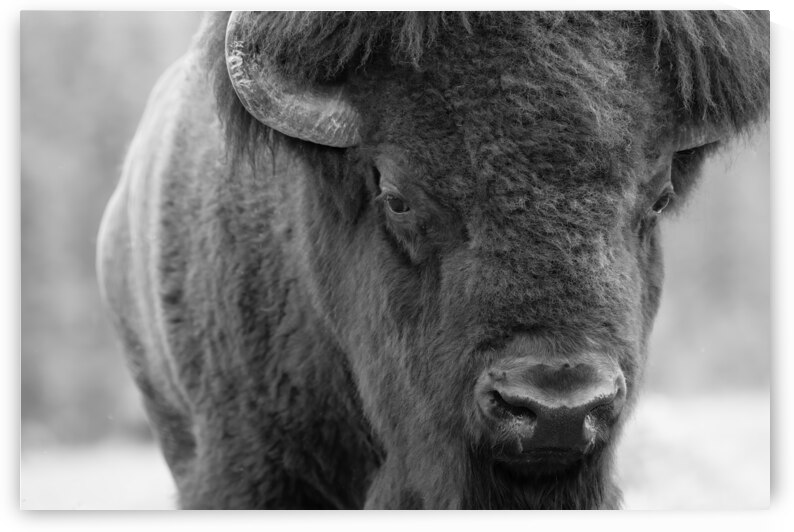 9. Buffalo Through the Lens: A Photographers Perspective by Caio Paagman Photography