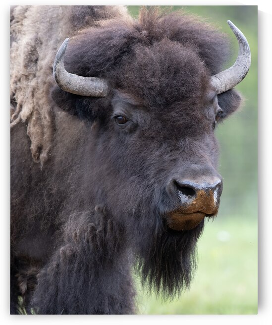 Buffalo in Focus: A Visual Journey Through Their Habitat by Caio Paagman Photography