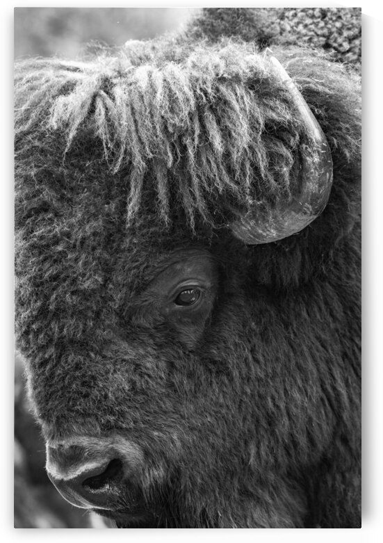 The Mighty Buffalo: Icons of the American Plains by Caio Paagman Photography