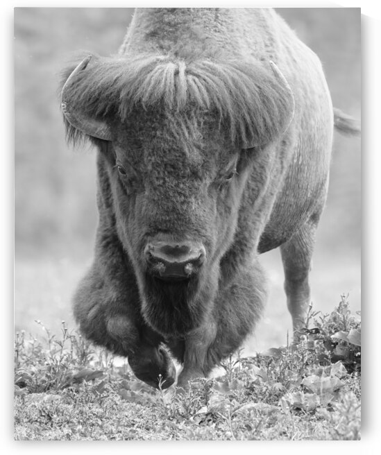 Buffalo in Art and History: A Timeless Inspiration by Caio Paagman Photography