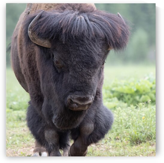 Buffalo Legends: Stories and Myths from Around the World by Caio Paagman Photography