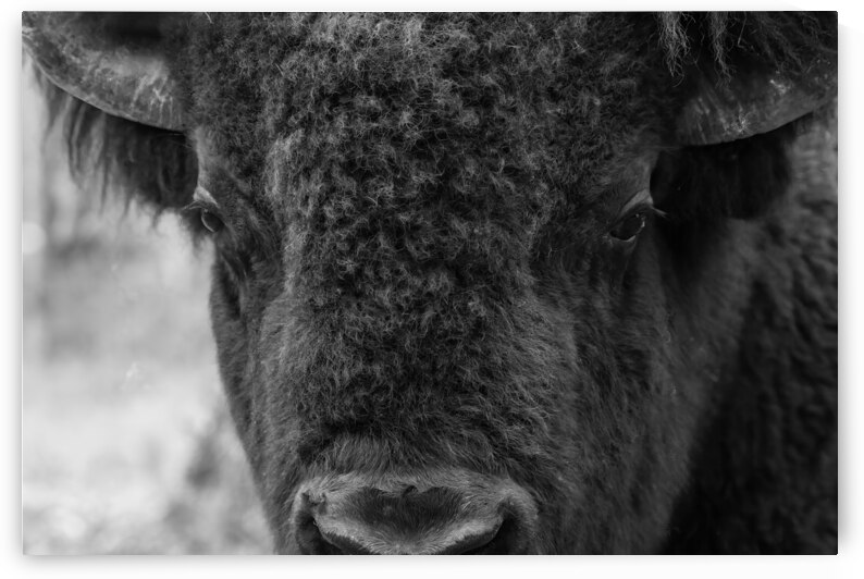 In the Eyes of the Buffalo: Stories Told Through Their Gaze by Caio Paagman Photography