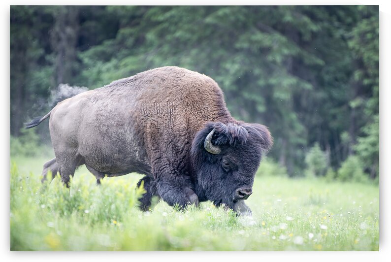 The Spirit of the Plains: Breathtaking Buffalo Photography by Caio Paagman Photography