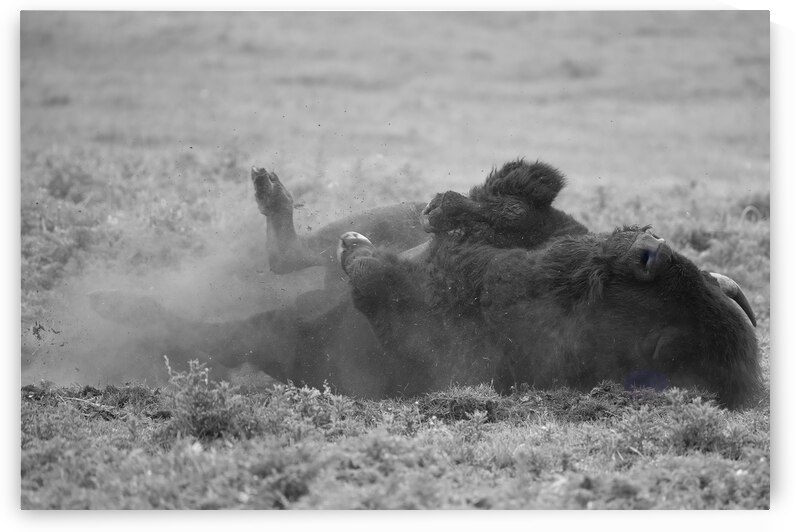 Dust and Thunder: The Spectacle of Rolling Buffalo by Caio Paagman Photography