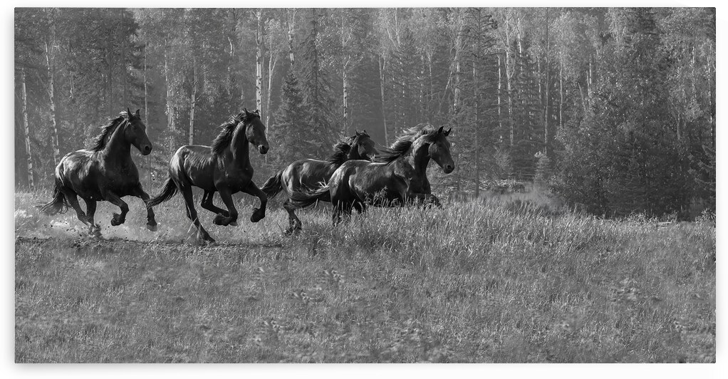 Friesian Power: Capturing the Beauty of the Canter by Caio Paagman Photography
