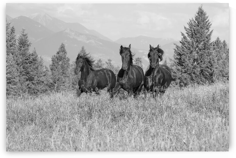 Friesian Elegance: A Canter Through the Fields by Caio Paagman Photography