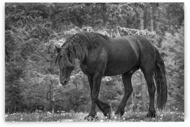 Breeding and Beyond: The Friesian Horses Path to Recovery by Caio Paagman Photography