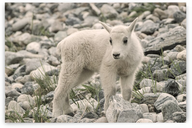 The Innocence of a Baby White Goat: Stunning Photography by Caio Paagman Photography
