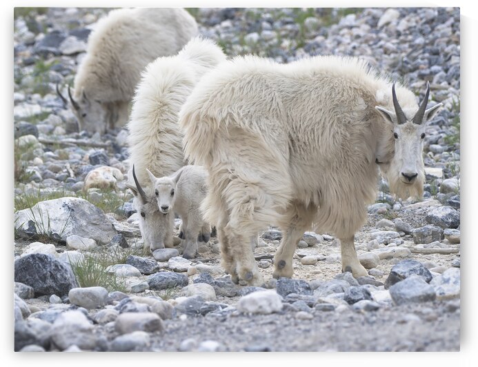 Exploring the Beauty of White Mountain Goat Herds by Caio Paagman Photography