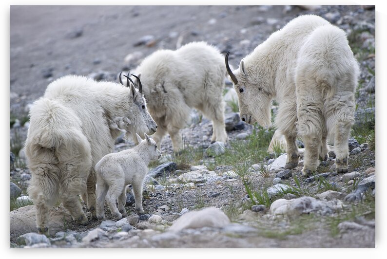 The Graceful Herd: White Mountain Goats in the Wild by Caio Paagman Photography