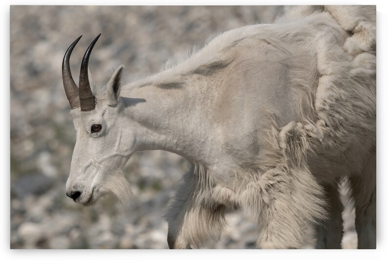 20230626 8523 White Goat  copy 2 by Caio Paagman Photography