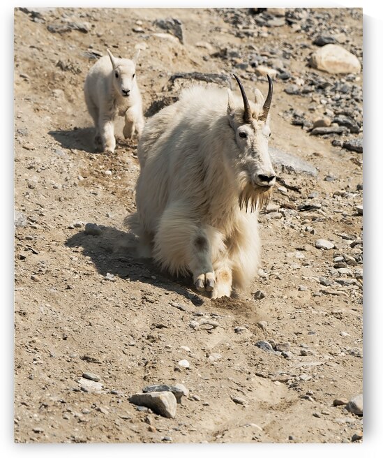 Following in Her Footsteps: Baby Mountain Goat and Mama by Caio Paagman Photography