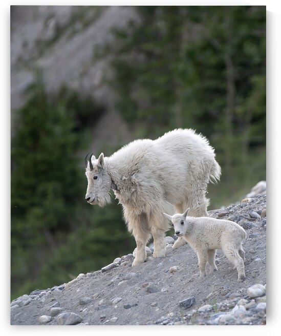 The Love of a Mother: Mama Mountain Goat with Her Kid by Caio Paagman Photography