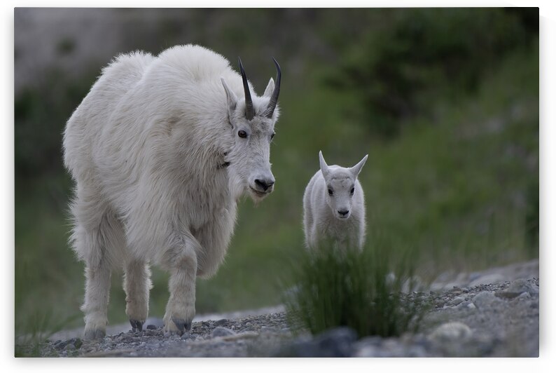 Tender Moments: Mama Mountain Goat and Baby in Nature by Caio Paagman Photography