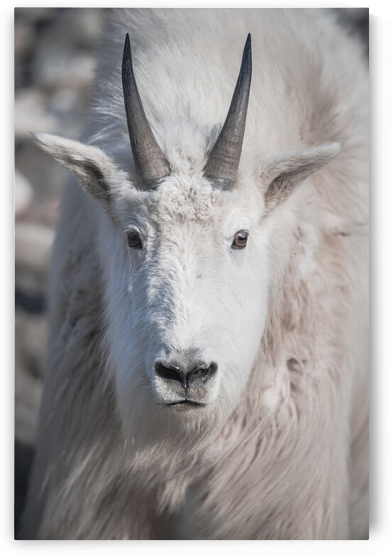 Majestic Close-Up: White Mountain Goat Portrait by Caio Paagman Photography