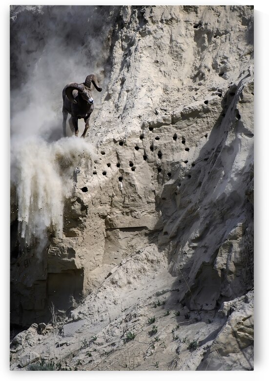 Spectacular Bighorn Sheep in Action: Natures Athletes by Caio Paagman Photography