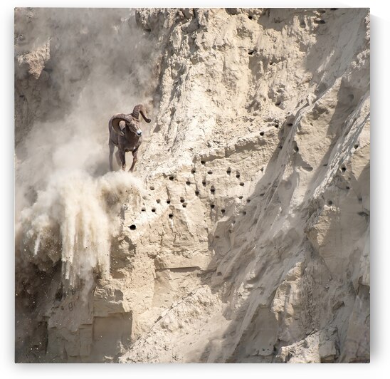 Witness the Spectacular: Bighorn Sheep in Motion by Caio Paagman Photography