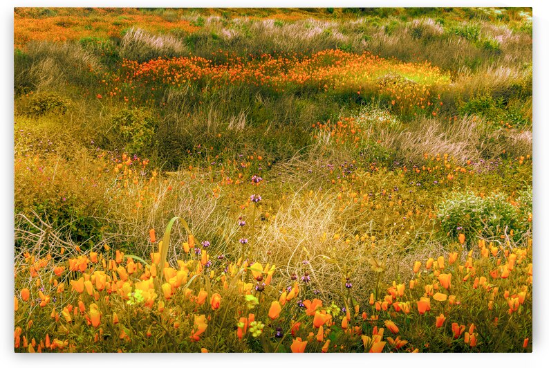 Super Bloom Flowers by Norma Brandsberg Photography
