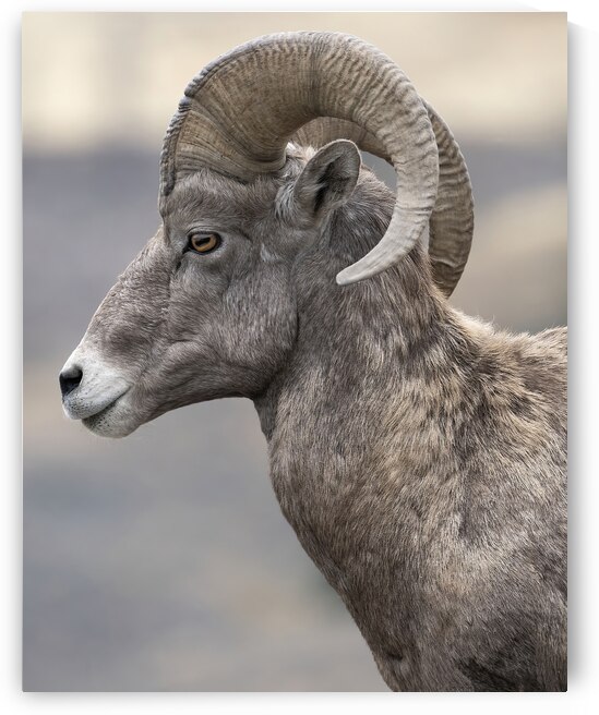 Close-Up Majesty: Bighorn Sheep Portrait by Caio Paagman Photography