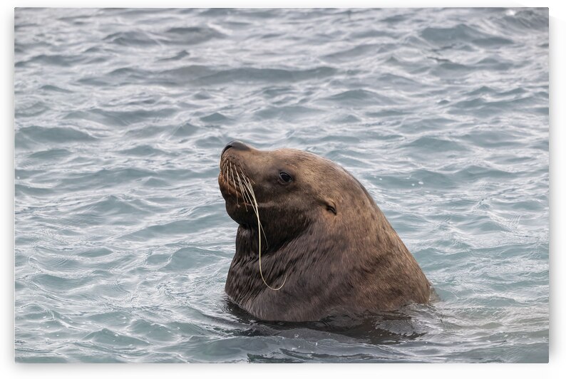 Sea Lion Mustaches: Whiskers of the Ocean by Caio Paagman Photography