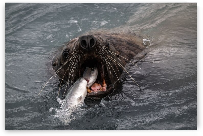 Graphic Sea Lion Hunts: Understanding Their Predatory Skills by Caio Paagman Photography