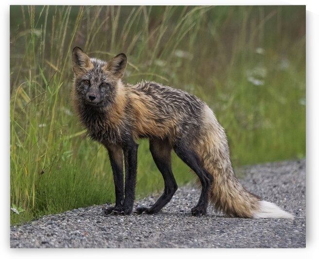 Urban Foxes: Thriving in Cityscapes by Caio Paagman Photography