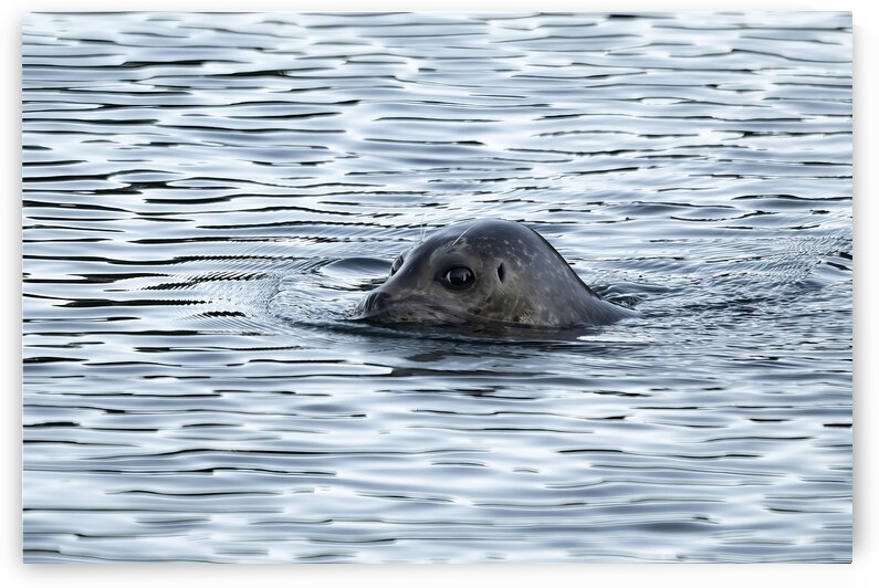 Graceful Swimmers: The Art of Seals in Motion by Caio Paagman Photography