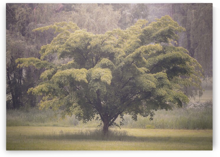 Cedar Creek Park   Late Spring Dogwood by Jason Fink