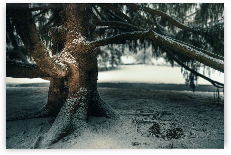 Snowfall Under an Old Tree by Jason Fink
