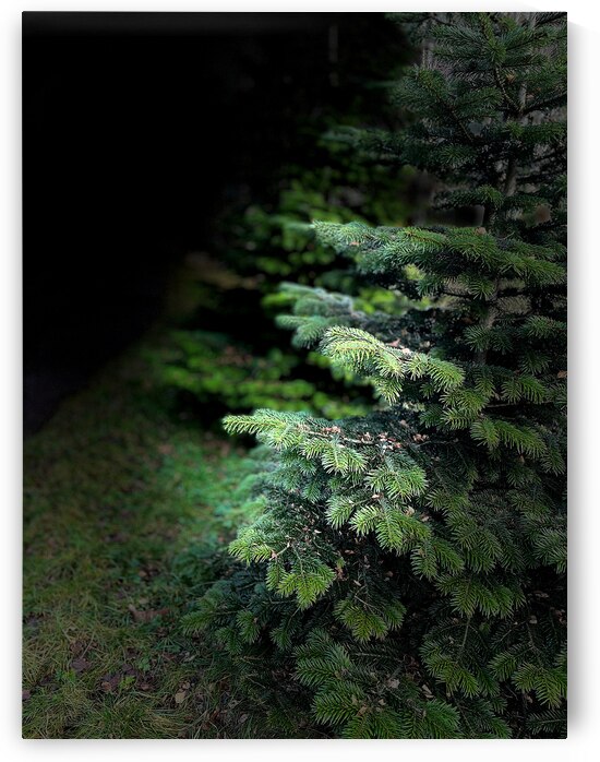  Portrait of Plants- Fir Trees in the Darkness  by Catriona Roberts Nature Photography and Designs