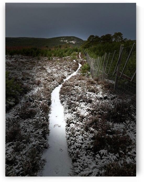Scenes from the Trail- Snowy Path by Catriona Roberts Nature Photography and Designs