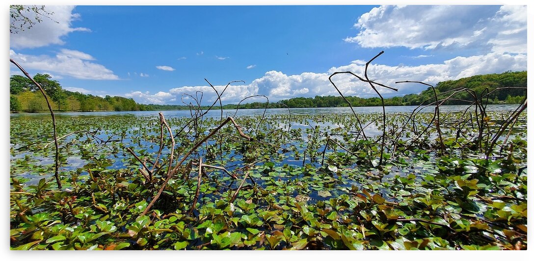 invasive by Carinou Art