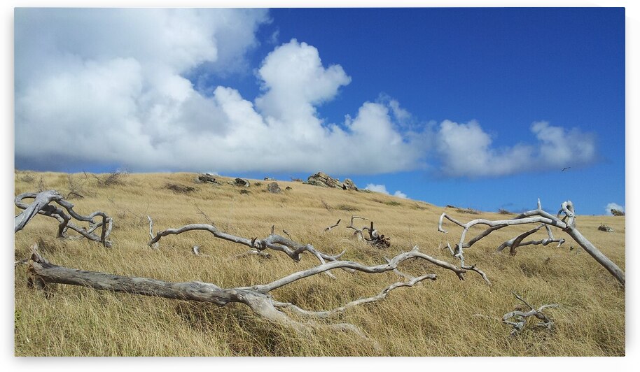 trees skeleton by Carinou Art