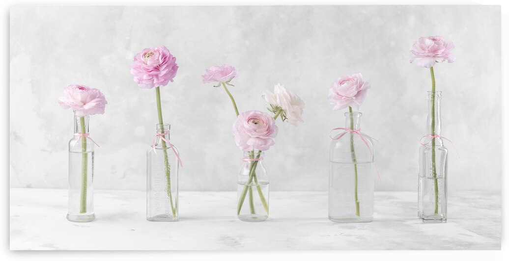 Ranunculus in Glass Bottles by Assaf Frank