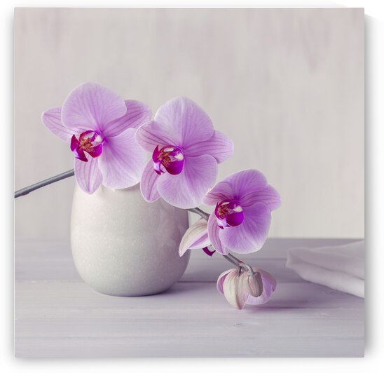 Orchid Opulence by Assaf Frank