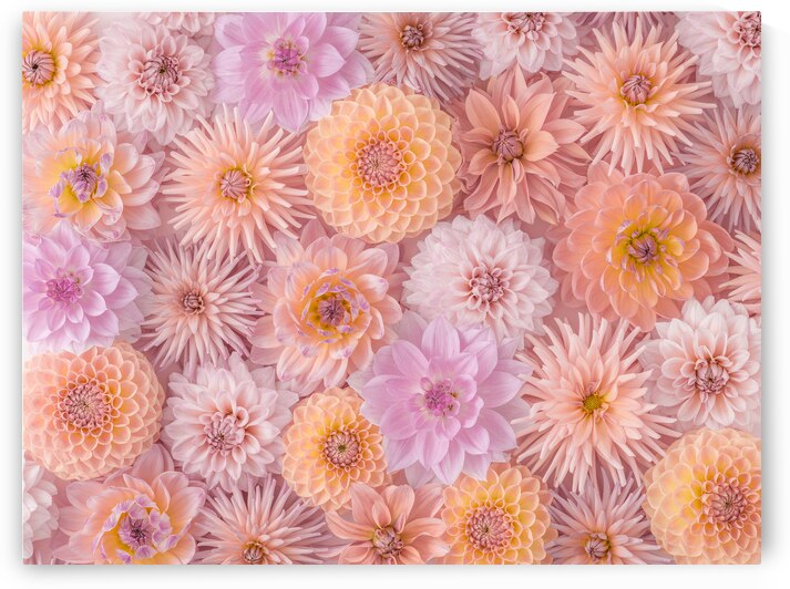 Floral Blush by Assaf Frank