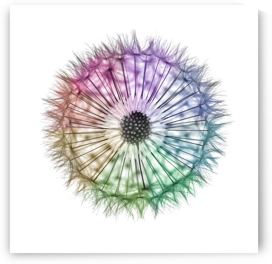 Whimsical Kaleidoscope by Assaf Frank