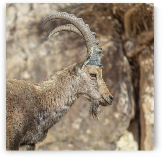 Nubiana Ibex Israel by Assaf Frank
