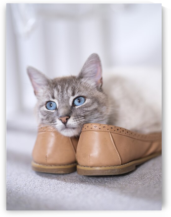 Purrfect Pair by Assaf Frank