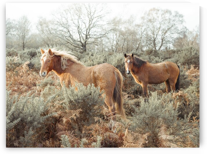 Horses in the Wild by Assaf Frank