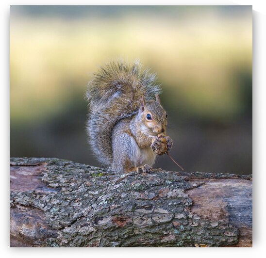 Nut Muncher by Assaf Frank